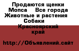 Продаются щенки Мопса. - Все города Животные и растения » Собаки   . Красноярский край